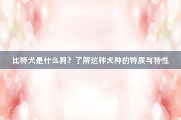 比特犬是什么狗？了解这种犬种的特质与特性